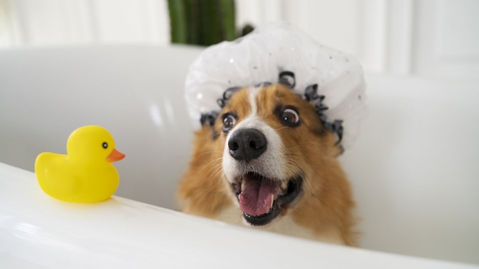 Durante el invierno es recomendable bañar a los perros pero teniendo cuidados mu específicos para evitar que se enfermen
