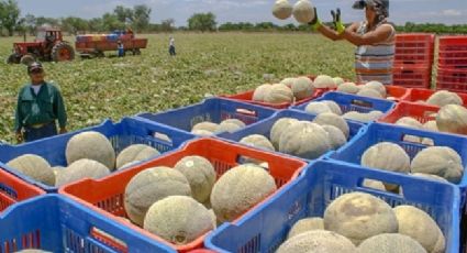 Mueren 8 por consumir melón mexicano en EU y Canadá