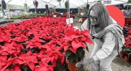 ¿Cuál es el origen de la tradición de la Flor de Nochebuena?