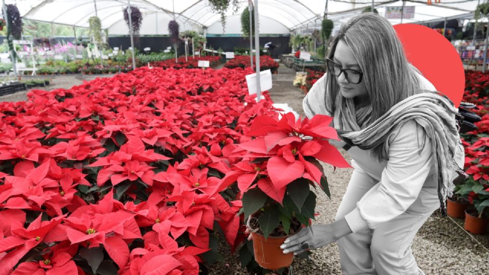 Flor de Nochebuena.