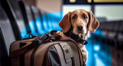 Cuáles son los requisitos para viajar con tu perro o gato al extranjero