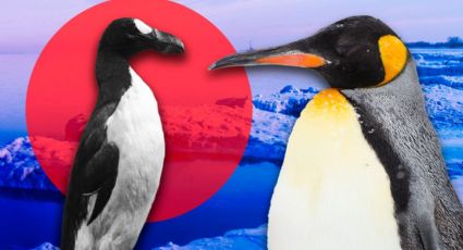 Sabías que los Pingüinos no existen: Esta es la razón