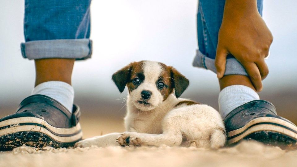 Estas son las razas de perro recomendadas para quienes padecen de depresión.