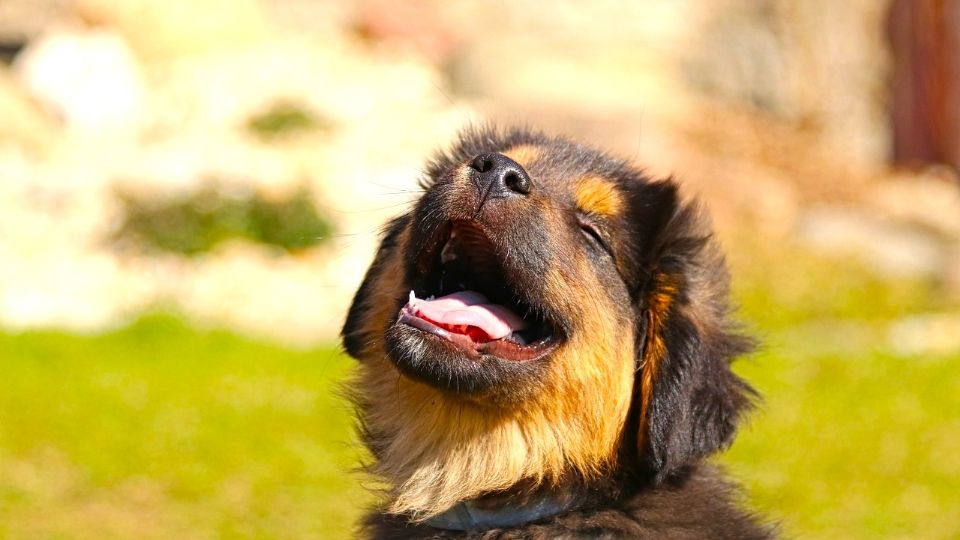 ¿Por qué los perros nos hacen felices? La ciencia tiene la respuesta.