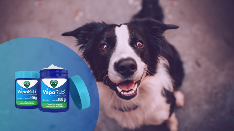 VapoRub para evitar que los perros orinen
