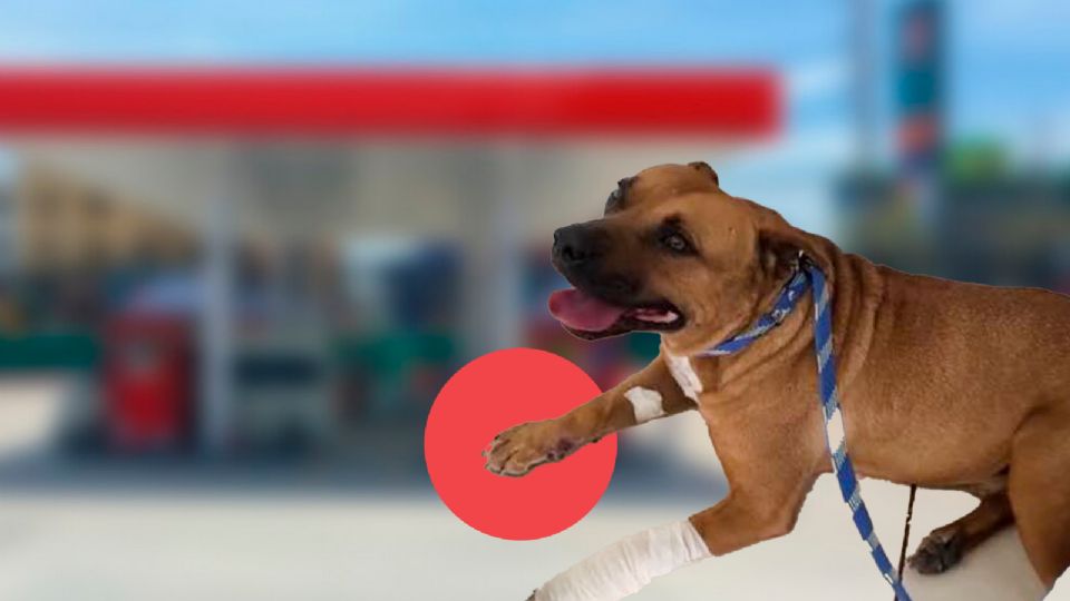 ¡Héroe canino! Canelo recibe un balazo tras frustrar un asalto en una gasolinera