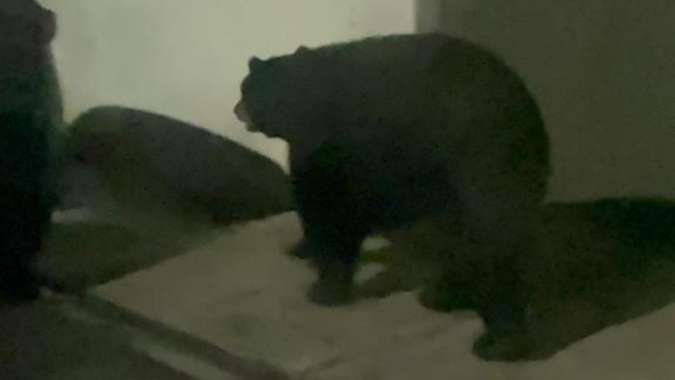 Captan enorme oso en Monterrey
