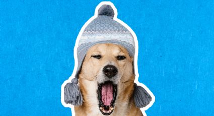 Recomendaciones para que tu perrito no se muera de frío en el invierno, según Harvard