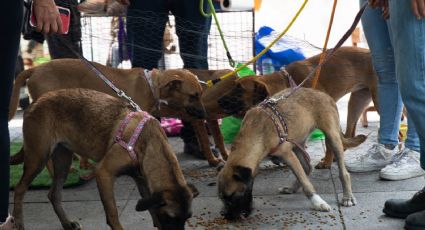 Reconocer los derechos de los animales en la Constitución, propone diputado federal