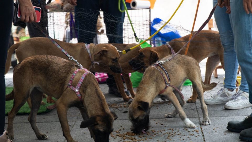 Piden reconocer los derechos de los animales.