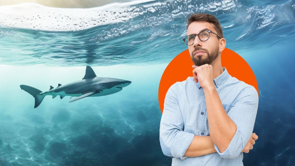 ¿Te preocupa que te ataque un tiburón mientras nadas en las playas de México?