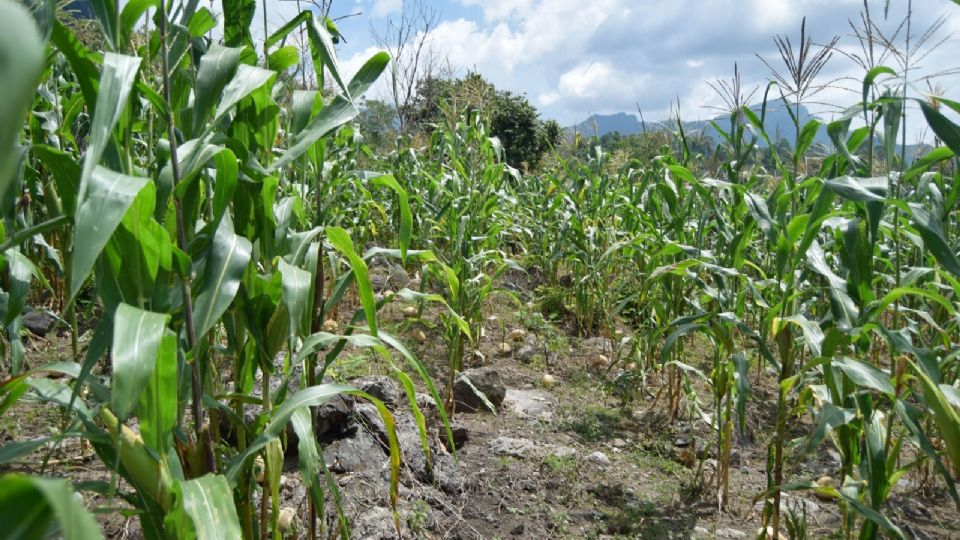 En el presente año agrícola 2023-2024 se prevé una cosecha no mayor a los 18 millones de toneladas.