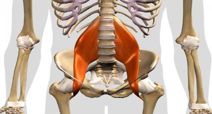 Psoas, el músculo del alma