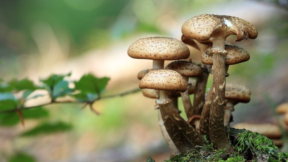 Australia es el primer país en autorizar el uso terapéutico de psicodélicos.