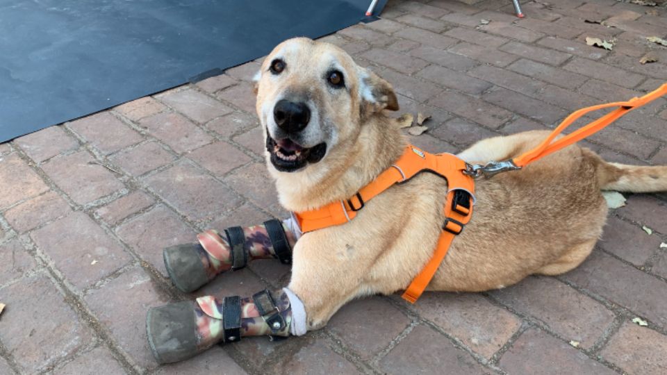 Pay de Limón, can que representa a Milagros Caninos en 'America's Favorite Pet'.