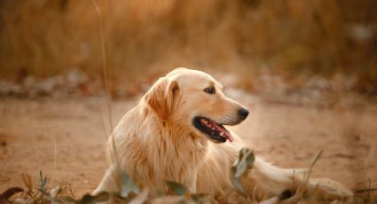 Perros: Estos son los factores que debes considerar para saber cuál adoptar