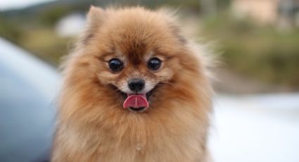 Pomerania: Lo que debes saber antes de adoptar un perro de esta raza