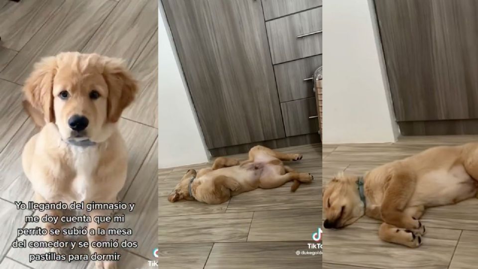 Duke tiene 10 meses y es un maravilloso Golden famoso en TikTok.