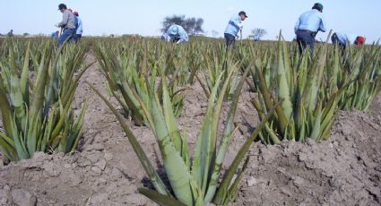 Aloe Vera, los secretos para la salud, belleza y el hogar