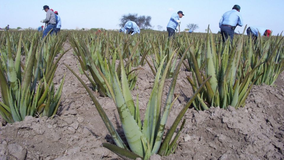 El aloe era usado en el Antiguo Egipto como una planta de la inmortalidad.