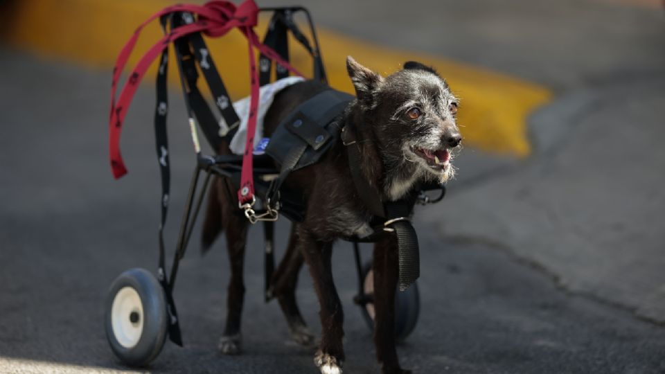 La perra 'Lola' camina con una prótesis en sus patas traseras fabricada en un centro de rehabilitación