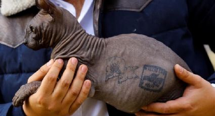 Gato tatuado de ‘Los Mexicles’ será dado en adopción