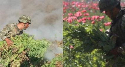 Plantío de amapola en Sinaloa es destruido por Sedena y Guardia Nacional: VIDEO