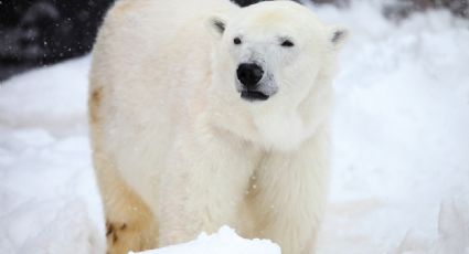 Día Internacional del Oso Polar: 4 datos curiosos de este animal en peligro de extinción