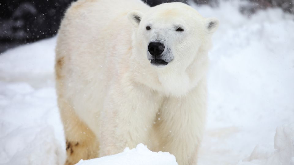 Este majestuoso animal se ha visto afectado debido al cambio climático que lo está dejando sin hogar.