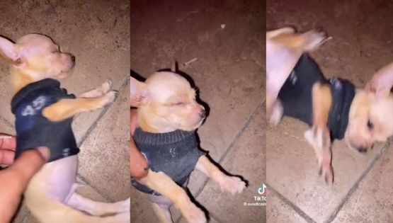 Perro actor, se hizo viral en tiktok por su sueño profundo | VIDEO