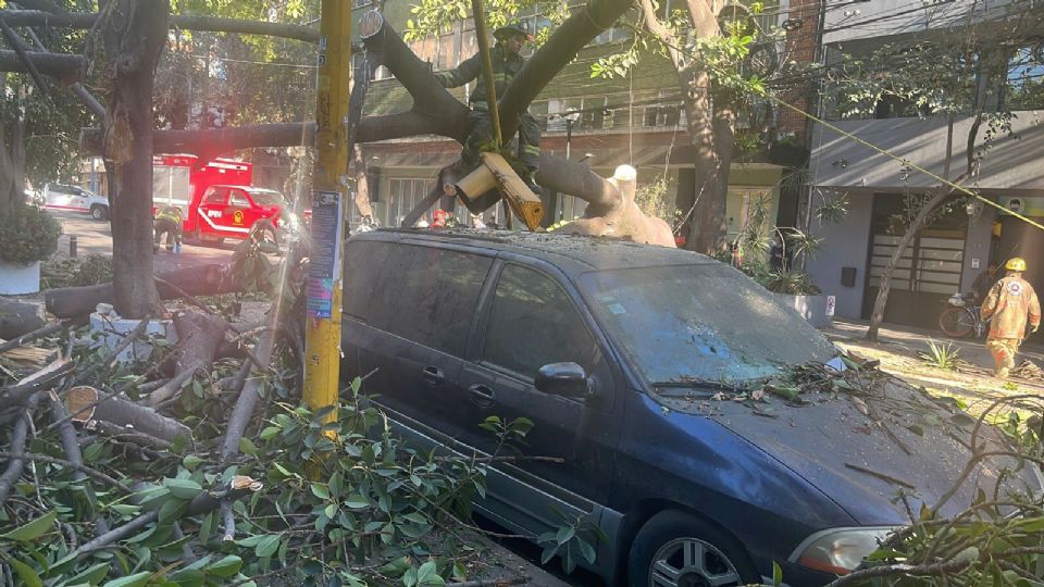 Árbol de 20 metros cae sobre autos sin que se registren lesionados en la alcaldía Cuauhtémoc.