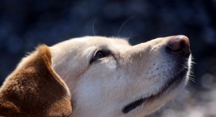 Tus perros pueden sufrir de cáncer: Estos son los factores, síntomas y edades más comunes