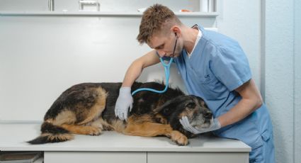 Este perro logró un ‘milagro’: Su dueño vendía su casa para rescatarlo de la muerte