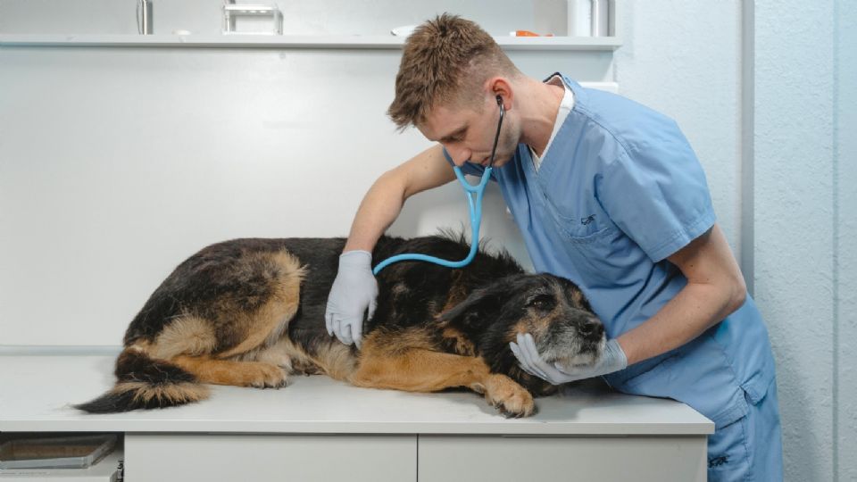 El perro aún tiene un camino largo para recuperarse.