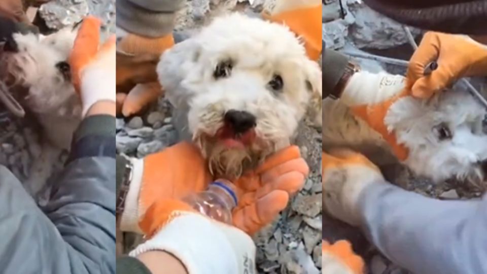 Perrito es encontrado entre los escombros y logra ser rescatado con éxito.