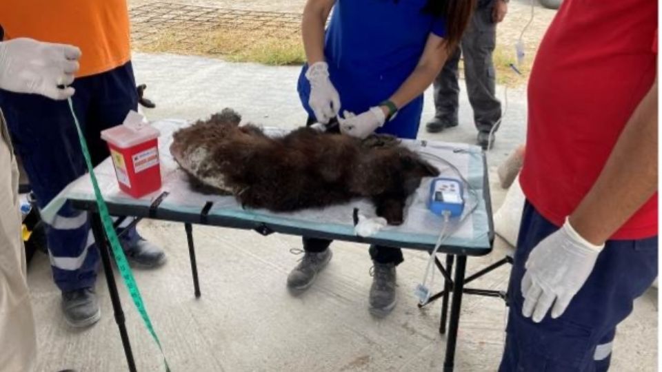 Se atendió una cría de oso que se encontraba mal de salud.