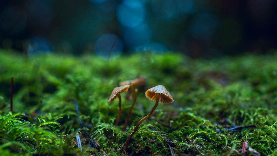 El hongo Cordyceps existe y se encuentra en zonas tropicales.