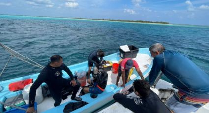 Investigadores de la UNAM desarrollan método de restauración para gametos de coral