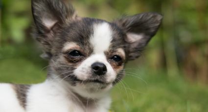Chihuahua: lo que debes saber antes de adoptar esta raza de perros