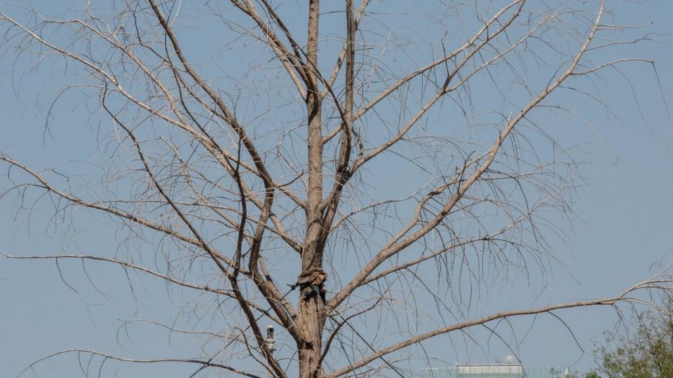 El ahuehuete ya fue retirado del lugar y trasladado al vivero Nezahualcóyotl.