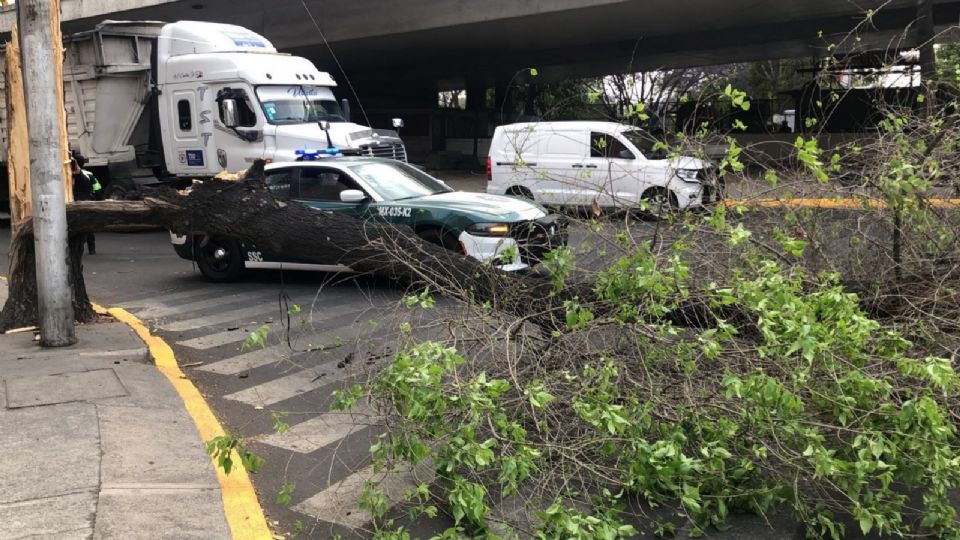 Caída de árboles en la CDMX