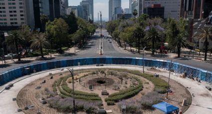 ¿Qué pasó con el Ahuehuete de Reforma?