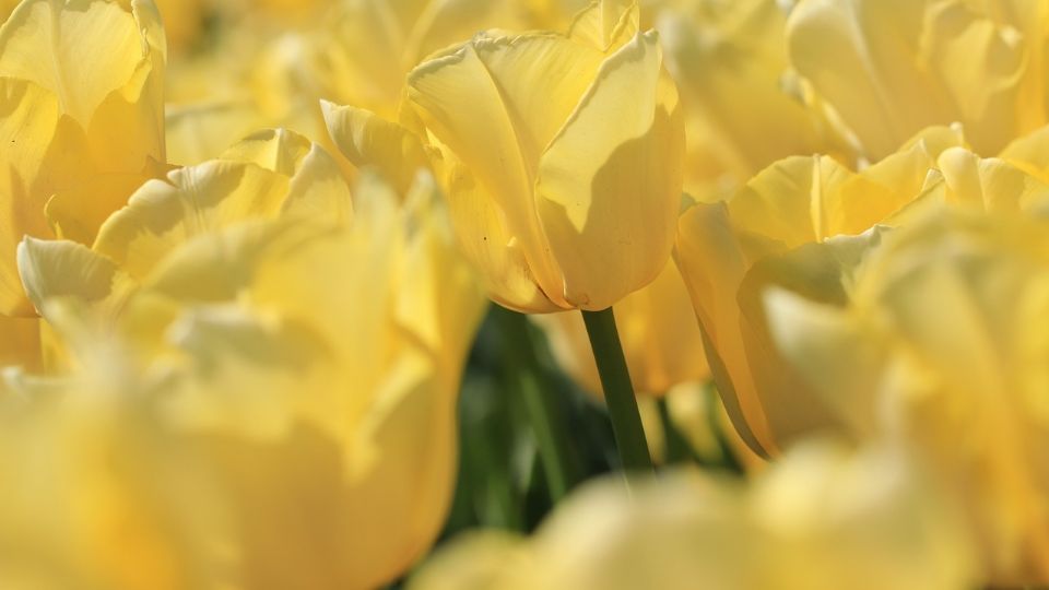 ¿Por qué regalar flores amarillas en marzo? Aquí te contamos...
