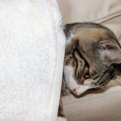 Enfermedades de gatos: ¿Qué es el acné felino? Conoce sus síntomas y causas