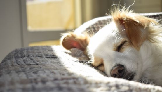 Ola de calor en México: Así puedes proteger a tu perro del sol