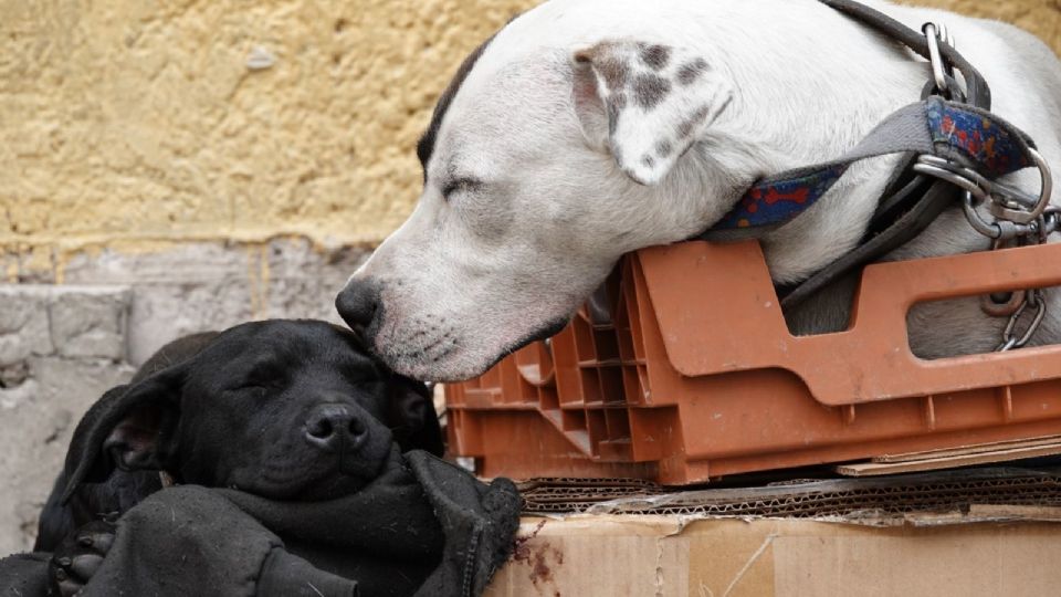 La Brigada Animal rescató 11 perros, de los cuales 9 fueron resguardados. (Imagen ilustrativa)