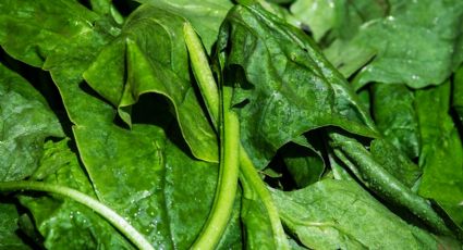 Día Mundial de la Espinaca: datos curiosos que debes saber de esta planta