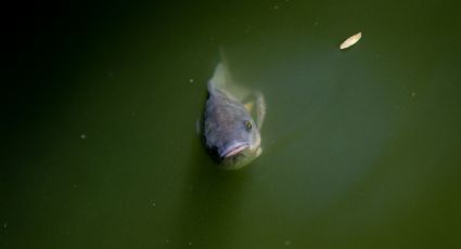 México atenderá las recomendaciones para el combate al tráfico ilícito de pez totoaba