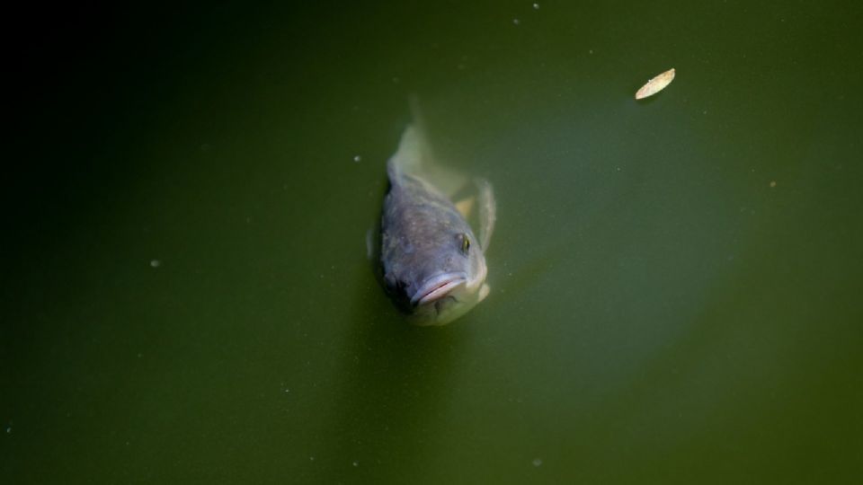 México atenderá las recomendaciones para el combate al tráfico ilícito de pez totoaba