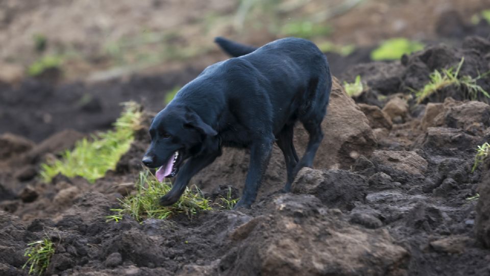 Deslizamiento de tierra en Ecuador: Él es Jacob, el perro que buscó desesperado a su familia.